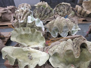 海关检获的怀疑巨蚌。