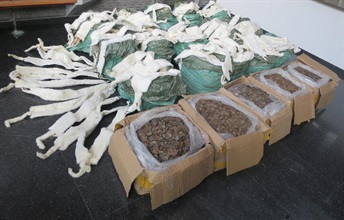 The pangolin scales and animal furs seized by Customs.