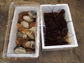 反走私行动中检获的龙虾及象拔蚌。