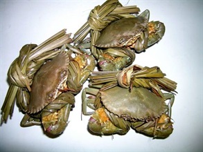 图示海关人员于一月二十四日在黄大仙检获的3只螃蟹，当时售价共45元。螃蟹的实际重量较所宣称的轻，相差百分之33.86。有关螃蟹商贩被判罚款3,000元。