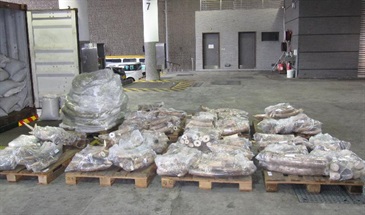 香港海关昨日（十一月十五日）破获走私象牙案件，在一个运抵香港的货柜内检获共重１ ３３０公斤的象牙，总值约１,０６５万元。图示部分检获的象牙。