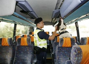 海关缉毒犬在一辆入境巴士上嗅查毒品。