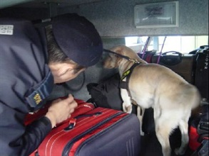 图示一只海关的缉毒犬正在边境管制站搜查毒品。