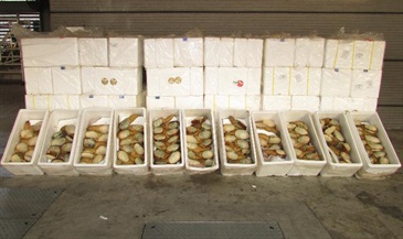 Boxes of geoduck clams seized by Customs in the sea smuggling case.