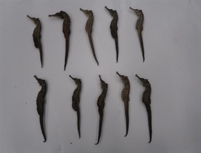 Hong Kong Customs yesterday (August 23) seized about 180 kilograms of suspected scheduled dried shark fin and 500 grams of suspected scheduled dried seahorse with an estimated market value of about $50,000 at Hong Kong International Airport. Photo shows some of the suspected scheduled dried seahorse seized.