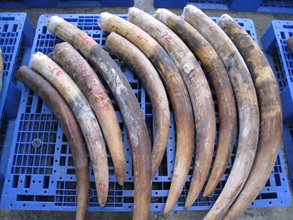 Customs Officers seized 186 pieces of ivory tusks, worth about $2 million.