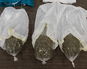 The suspected cannabis buds seized.