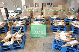 A total of 384 unmanifested ivory tusks was seized by Customs yesterday (September 9).