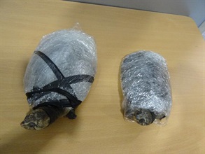 Hong Kong Customs yesterday (April 6) seized two live turtles with an estimated market value of about $1,000 at Lok Ma Chau Spur Line Control Point. The animals seized are suspected to be endangered species. Suspected act of cruelty to animals was also detected. Picture shows the live turtles when they were first discovered.