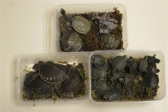 香港海关昨日（四月十七日）在深圳湾管制站检获一百五十只怀疑属濒危物种的活龟，估计市值约三万元。