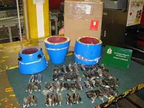 海关人员从木鼓中检获十六公斤熟鸦片。