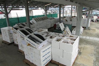 海关反海上走私行动中检获的一批走私海鲜。
