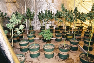 检获的怀疑大麻属植物。