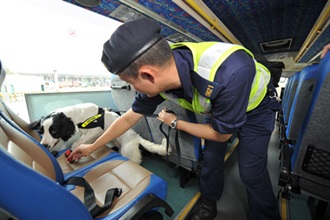 海关搜查犬示范嗅查过境旅游巴士。