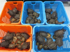 Live turtles seized by Customs.