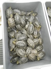 Some of the suspected black pond turtles seized.
