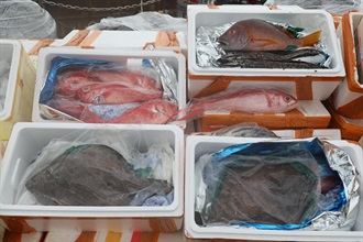 香港海关昨晚（七月五日）在香港南面水域进行反走私行动，侦破一宗涉嫌利用货船走私的案件，检获一批食品和怀疑受管制活珊瑚，估计市值约一百五十万元。图示部分检获的怀疑走私冷藏鱼类。