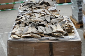 Hong Kong Customs mounted a special enforcement operation codenamed "Clear Sky" from mid-April to mid-May and detected a smuggling case involving a river trade vessel and two smuggling cases involving ocean-going vessels. A large batch of suspected smuggled goods, including suspected scheduled dried shark fins, suspected controlled medicines and used electronic products, with a total estimated market value of about $200 million was seized. Photo shows some of the suspected scheduled dried shark fins seized.