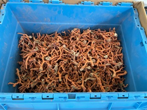 Hong Kong Customs yesterday (June 28) mounted an anti-smuggling operation at Yau Tong industrial area and detected a suspected speedboat smuggling case. A batch of suspected smuggled goods, including red coral, dried fish maws, bird nests, dried shark fins and used mobile phones, with an estimated market value of about $14 million was seized. Photo shows some of the suspected smuggled red coral seized.