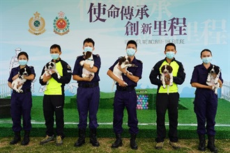 Hong Kong Customs and the Fire Services Department (FSD) have co-operated for the first time in a canine breeding programme, having successfully bred six Springer Spaniel puppies on February 12 this year (the first day of the Lunar New Year). Photo shows the six puppies, namely Farris, Uma, Taco, Umi, Raisa and Effie (from left to right), with officers of the Customs Canine Force and the Search and Rescue Dog Team of the FSD.