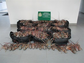 Hong Kong Customs yesterday (August 30) mounted an anti-smuggling operation at the Hong Kong-Zhuhai-Macao Bridge Hong Kong Port and the Shenzhen Bay Control Point and detected two suspected smuggling cases involving cross-boundary private cars. About 302 kilograms of unmanifested live lobsters and about 51kg of unmanifested hairy crabs with a total estimated market value of about $380,000 were seized. Photo shows the unmanifested live lobsters seized.