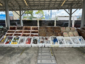 香港海關九月二十一日在香港南面水域進行反走私行動，偵破一宗涉嫌利用漁船走私的案件，檢獲約一千一百公斤懷疑走私活龍蝦及四百公斤冰鮮海產，估計市值約四百萬元。圖示檢獲的懷疑走私活龍蝦及冰鮮海產。