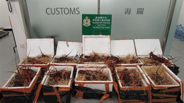 Hong Kong Customs yesterday (October 21) mounted an anti-smuggling operation at the Hong Kong-Zhuhai-Macao Bridge Hong Kong Port and detected a suspected smuggling case involving a cross-boundary private car. About 194 kilograms of unmanifested live lobsters with an estimated market value of about $240,000 were seized. Photo shows the unmanifested live lobsters seized.