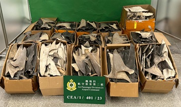 Following the detection of a suspected case of smuggling scheduled dried shark fins from an air passenger at Hong Kong International Airport on November 23, Hong Kong Customs on November 24 detected another similar case and seized over 450 kilograms of dried shark fins, including suspected dried shark fins of scheduled endangered species with an estimated market value of about $1.3 million at the airport. Photo shows the dried shark fins seized.