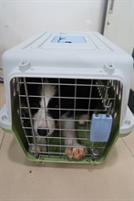 香港海關今日（十二月一日）在沙頭角進行反走私行動，偵破一宗涉嫌非法進口動物的案件，檢獲五隻懷疑非法進口動物，估計市值約二十二萬元。圖示其中一隻懷疑非法進口幼犬。