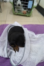 Hong Kong Customs today (December 1) mounted an anti-smuggling operation in Sha Tau Kok and detected a suspected case of illegally imported animals. Five suspected illegally imported animals with an estimated market value of about $220,000 were seized. Photo shows one of the suspected illegally imported puppies.