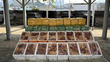 Hong Kong Customs yesterday (January 10) mounted an anti-smuggling operation in the vicinity of Tai O, Lantau Island, and detected a suspected smuggling case using speedboats. About 3 100 kilograms of suspected smuggled lobsters, with an estimated market value of about $1.24 million, were seized. Photo shows the suspected smuggled lobsters seized.