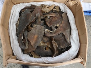 Hong Kong Customs seized about 1 400 kilograms of cartilages of softshell turtles suspected to be endangered species, with an estimated market value of about $5 million, at the Kwai Chung Customhouse Cargo Examination Compound on January 11. Photo shows some of the suspected endangered cartilages of softshell turtles seized.