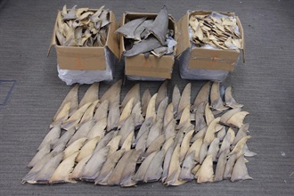 Hong Kong Customs on January 22 seized about 115 kilograms of suspected scheduled dried shark fins, with an estimated market value of about $300,000, at Hong Kong International Airport. Photo shows the suspected scheduled shark fins seized.