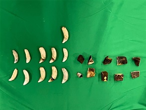 Hong Kong Customs on January 26 seized about 230 grams of tiger teeth and about 128g of pangolin meat, both suspected to be scheduled endangered species, with a total estimated market value of about $50,000 at SkyPier Terminal of Hong Kong International Airport. Photo shows the seized tiger teeth and pangolin meat, both suspected to be scheduled endangered species.