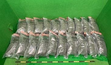 香港海关昨日（三月十九日）在香港国际机场侦破一宗行李藏毒的贩毒案件，检获约二十公斤怀疑大麻花，估计市值约四百万元。图示检获的怀疑大麻花。