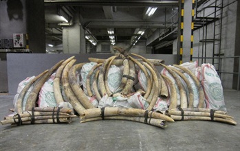 海关昨日（八月二十九日）在一个运抵香港的货柜内检获794支非洲象牙。