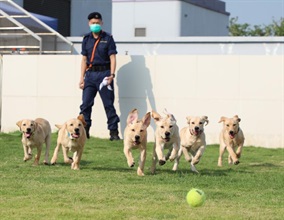 香港海关搜查犬专业继去年取得多方面重大突破后，在一年之始再取得另一个突破，成功通过香港学术及职业资历评审局的专业评审，将领犬训练课程纳入「资历名册」内。图示海关去年七月首次成功自行繁殖的六只拉布拉多幼犬，当中部分会接受资历认证课程训练，成为毒品搜查犬。