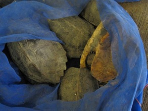 Photo shows the turtles seized in the operation.