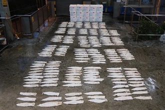 香港海关六月四日在香港国际机场检获约一百六十公斤怀疑受管制石首鱼鱼肚，估计市值约二千五百万元，以重量及价值计算，均打破以往同类检获石首鱼鱼肚单一案件的纪录，亦超越过往海关有纪录以来检获量的总和。今次为海关首次检获鲜石首鱼鱼肚，过去所检获的均为干石首鱼鱼肚。图示检获的怀疑受管制石首鱼鱼肚。