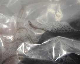 The suspected European eels seized by Customs.