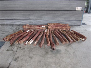 The suspected red sandalwood seized.