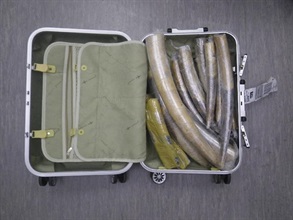 海關人員在被捕人士的寄艙行李內發現的懷疑象牙切件。