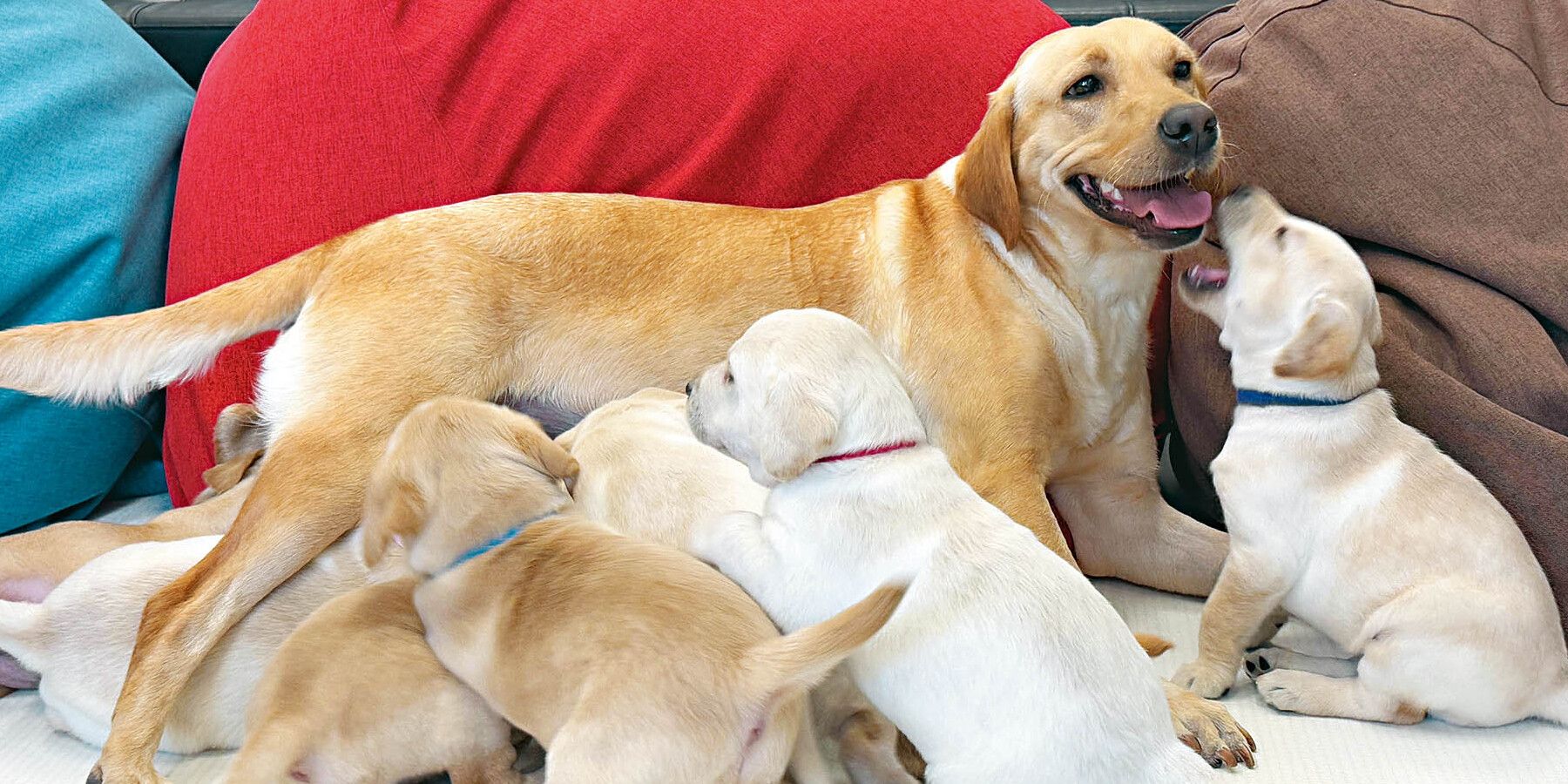 成功自行繁殖八隻幼犬