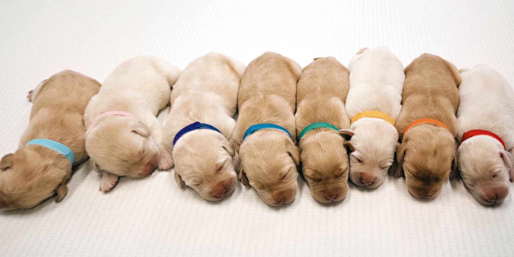 Successful Breeding of Eight Puppies