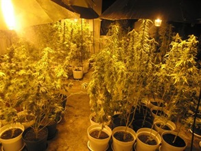 The greenhouse in a hut in Pat Heung used for planting cannabis buds and which was smashed by Customs.