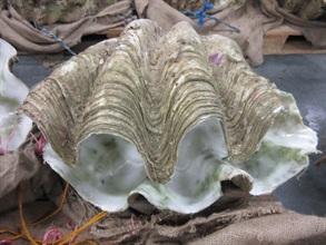 Suspected giant clams seized by Customs.