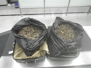 The seized suspected dried seahorses.