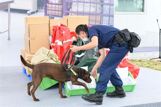 Hong Kong Customs today (December 15) announced that the first Firearm Detector Dog Team has been set up to further strengthen Customs' capability on the front line in combating the smuggling of firearms, firearm component parts and ammunition into Hong Kong for the sake of preventing terrorist activities, protecting the lives of citizens and safeguarding national security. Photo shows a firearm detector dog led by a dog handler demonstrating how to perform sniffing duties.