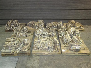 Hong Kong Customs seized a total of 779 ivory tusks from a 20-foot container shipped to Hong Kong. The ivory tusks, packed in 40 sacks and covered by stone plates inside five wooden crates in the middle of the container, were worth about $10.6 million.