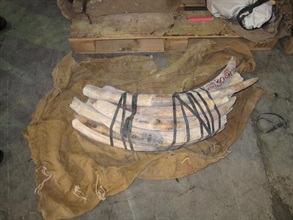 The ivory tusks were packed in sacks with plastic strips.